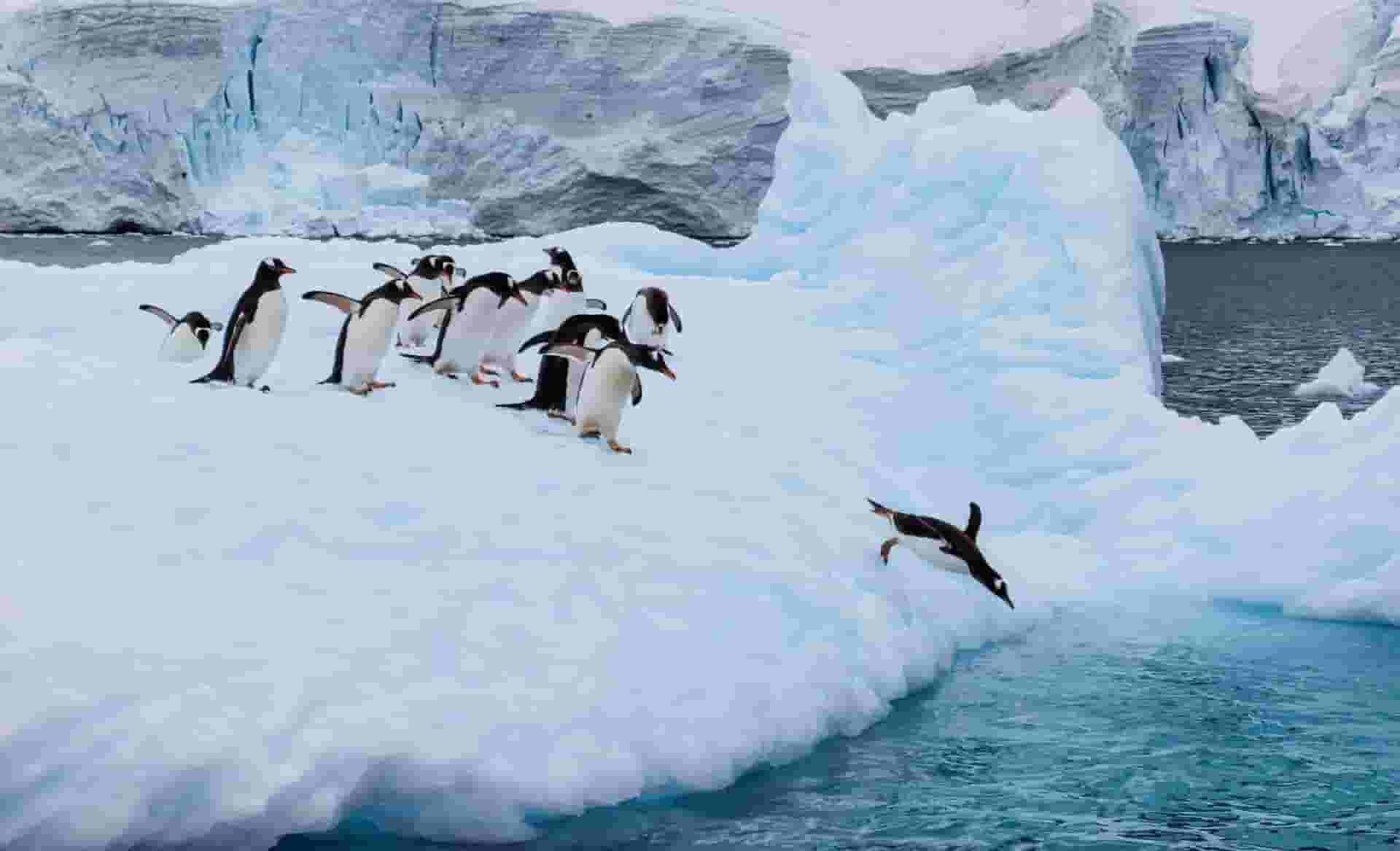 Diving