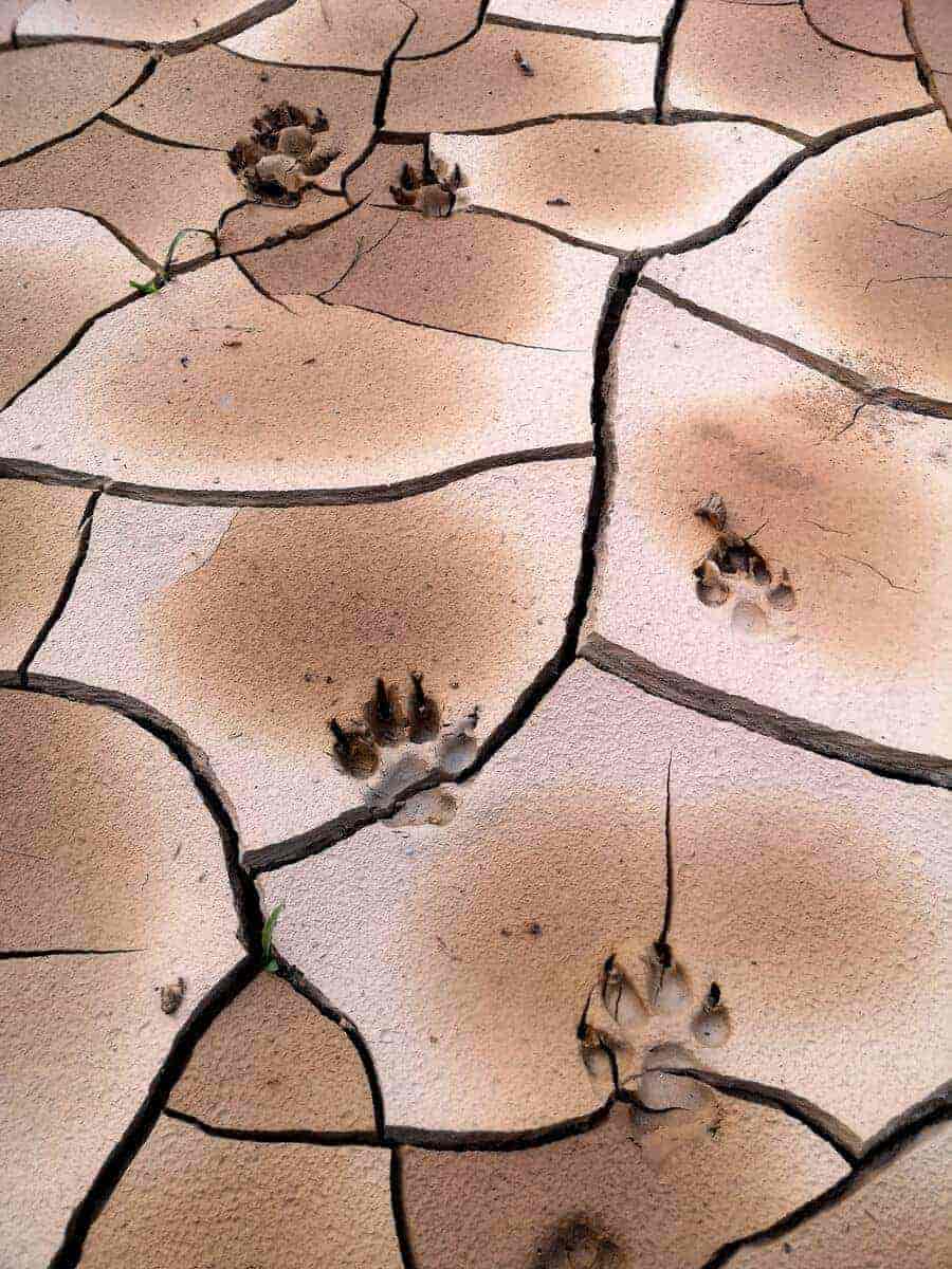 Footsteps