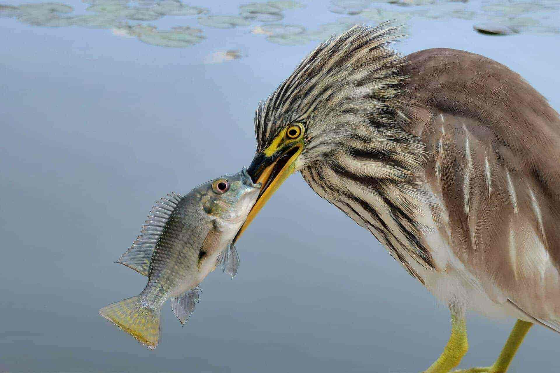 Kiss of Death