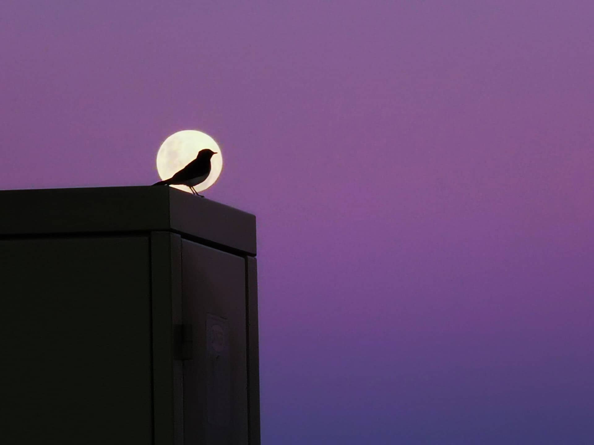 Moon Bird