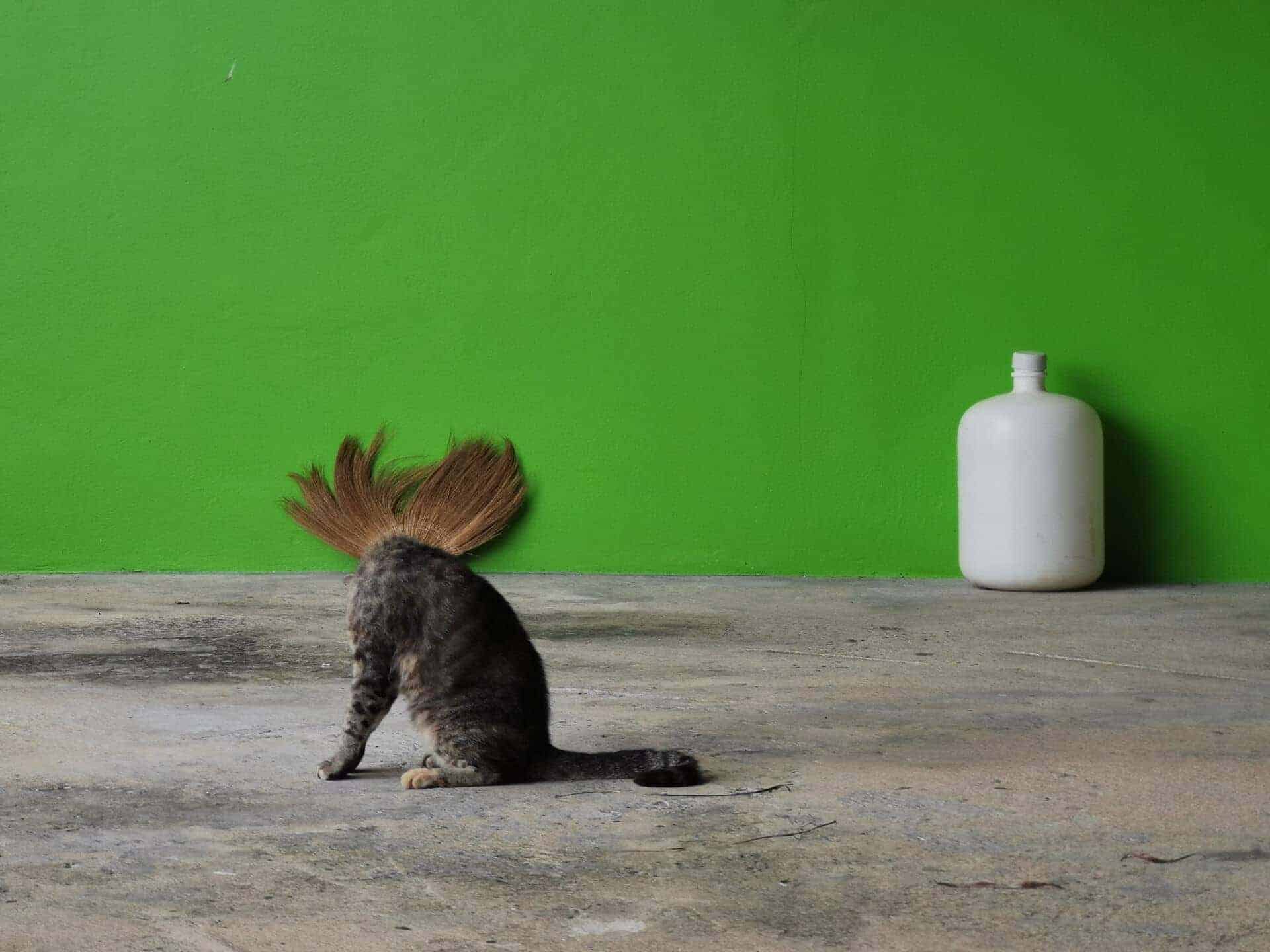Punk Cat