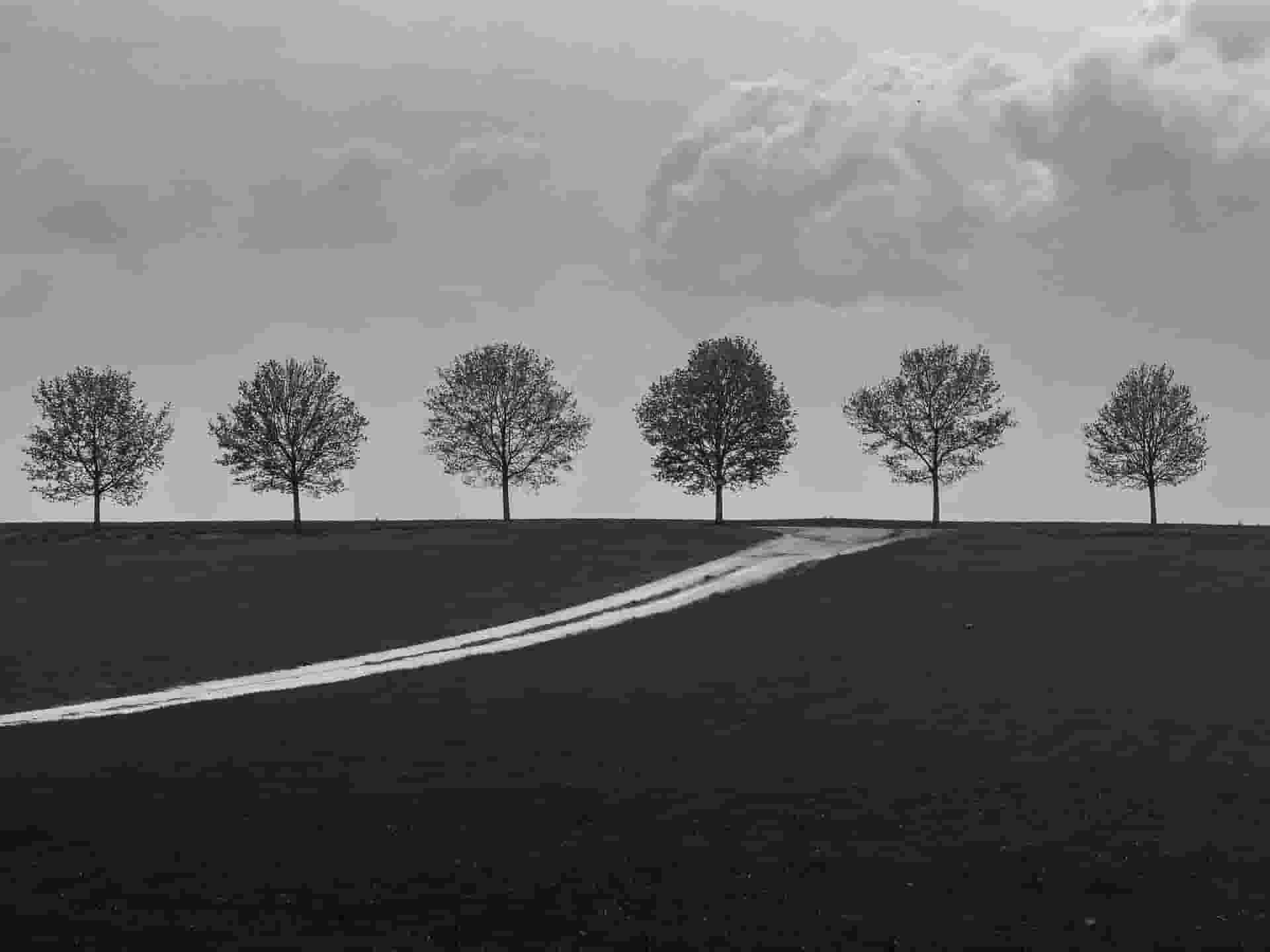 Tree Line